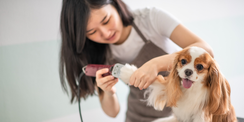 Grooming in Mebane, North Carolina