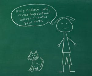 Why You Should Spay Your Pet