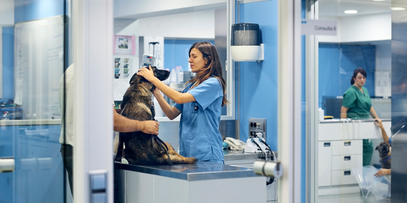 Animal Hospital in Mebane, North Carolina