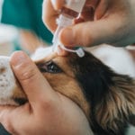Dog Vaccinations in Graham, North Carolina