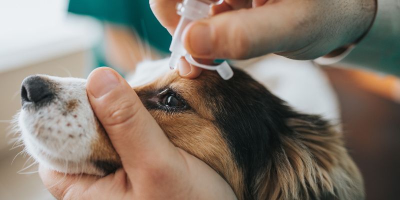 Dog Vaccinations in Graham, North Carolina