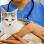 Cat Vaccinations in Graham, North Carolina
