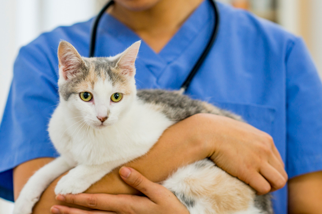 Veterinary Services