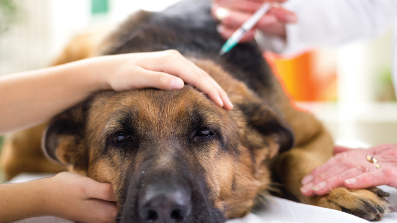 Pet Vaccinations in Mebane, North Carolina