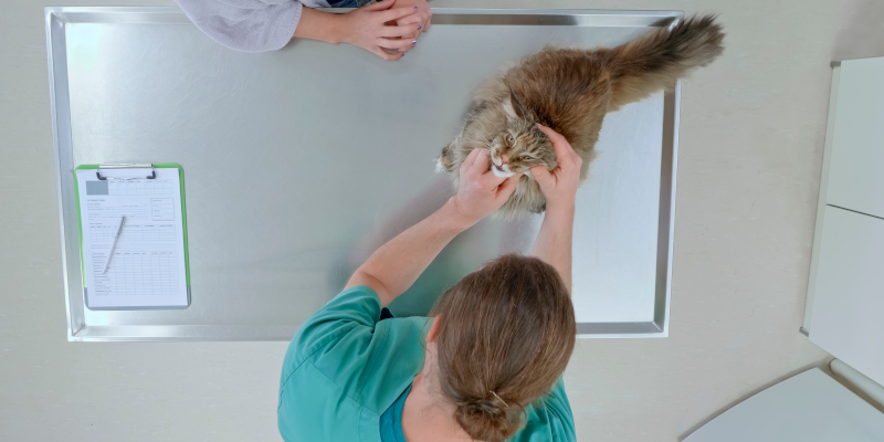 Pet Dental Care in Graham, North Carolina