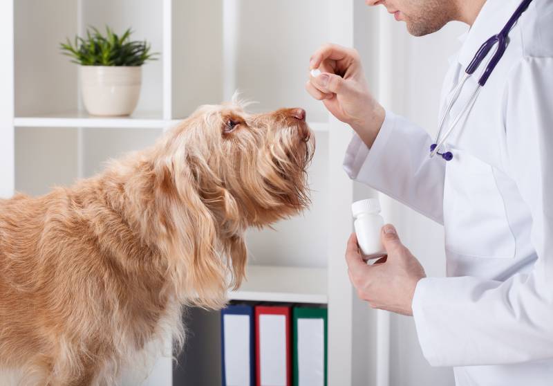 Dog taking medicine