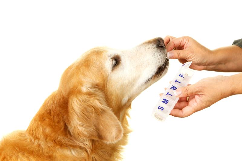 are dogs meds safe to buy online