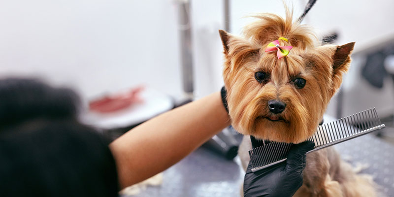 A Groomer Your Dog Will Love