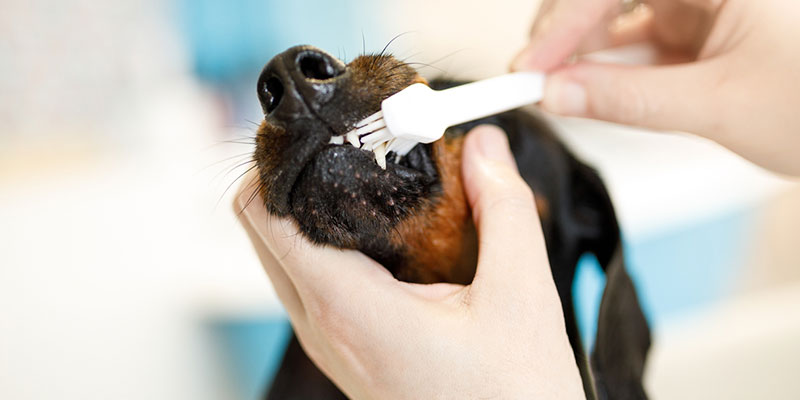 Why Grooming is an Essential Part of Pet Care