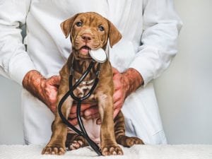 Qualities of a Reliable Pet Clinic