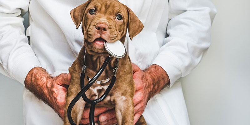 Qualities of a Reliable Pet Clinic