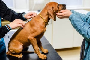 Dog Wellness Exams in Burlington, North Carolina