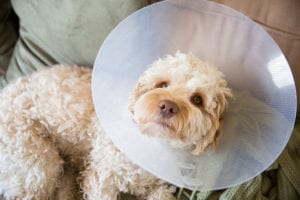 What to Expect After You Neuter Your Pet