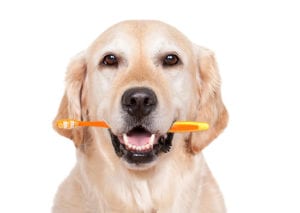 Keep Your Pet Healthy with Pet Dental Care