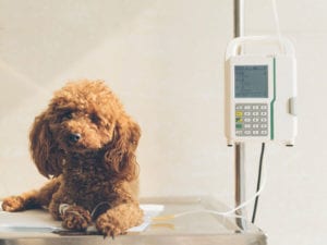 Get the Best Care for Your Dog at a Dog Hospital