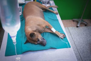 Safe and Affordable Pet Surgery