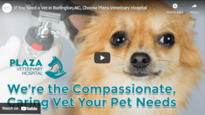 We’re the Vet That Will Take Great Care of Your Pet