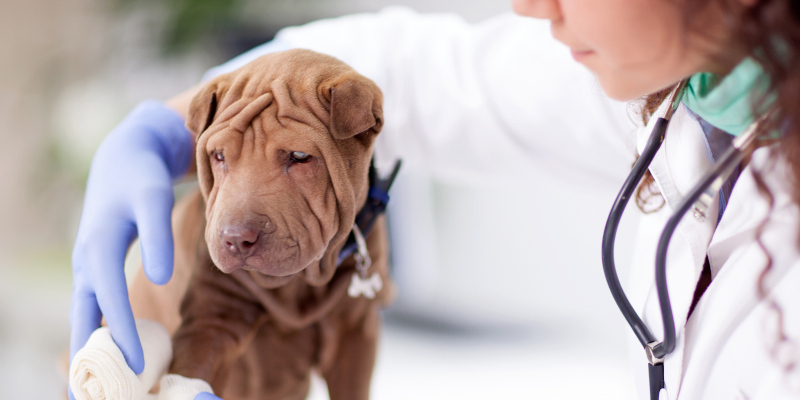 Vet in Mebane, North Carolina