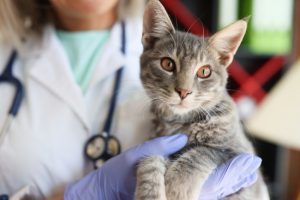 Veterinary Services: What to Expect When You Visit Our Office