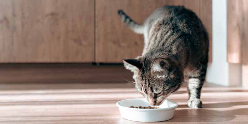 Tips from Your Veterinarian: How to Choose the Right Pet Food 