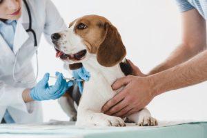 Pet Vaccinations: How Often Should You Vaccinate Your Dog?