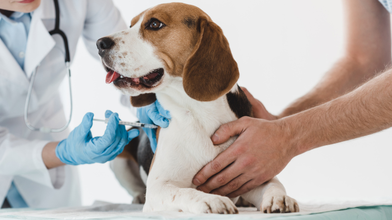 Pet Vaccinations: How Often Should You Vaccinate Your Dog?