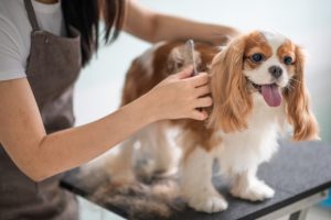 Why Is Regular Dog Grooming So Important?
